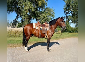 Trekpaard Mix, Ruin, 5 Jaar, 150 cm, Roodbruin