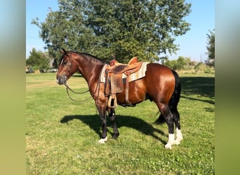 Trekpaard Mix, Ruin, 5 Jaar, 150 cm, Roodbruin