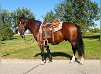 Trekpaard Mix, Ruin, 5 Jaar, 150 cm, Roodbruin