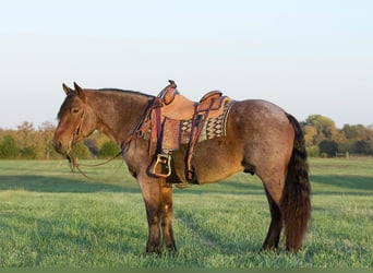 Trekpaard, Ruin, 5 Jaar, 152 cm, Roan-Bay