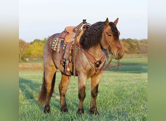Trekpaard, Ruin, 5 Jaar, 152 cm, Roan-Bay