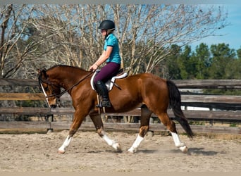 Trekpaard Mix, Ruin, 5 Jaar, 152 cm, Roodbruin