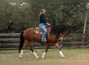 Trekpaard Mix, Ruin, 5 Jaar, 152 cm, Roodbruin