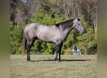 Trekpaard, Ruin, 5 Jaar, 152 cm, Schimmel