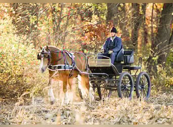 Trekpaard Mix, Ruin, 5 Jaar, 157 cm, Palomino