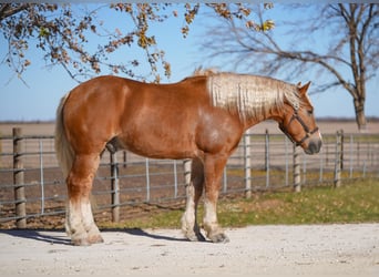 Trekpaard Mix, Ruin, 5 Jaar, 157 cm, Palomino