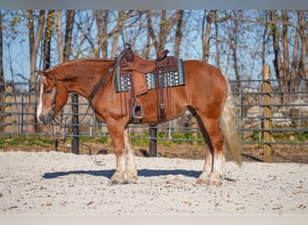 Trekpaard Mix, Ruin, 5 Jaar, 157 cm, Palomino