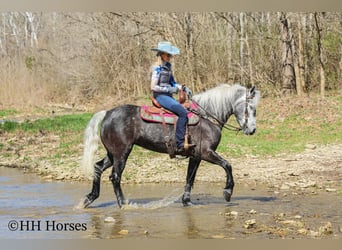 Trekpaard Mix, Ruin, 5 Jaar, 157 cm, Schimmel