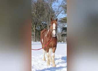 Trekpaard Mix, Ruin, 5 Jaar, 160 cm, Gevlekt-paard