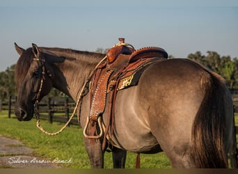 Trekpaard Mix, Ruin, 5 Jaar, 160 cm, Grullo