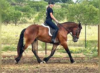 Trekpaard Mix, Ruin, 5 Jaar, 160 cm, Roodbruin