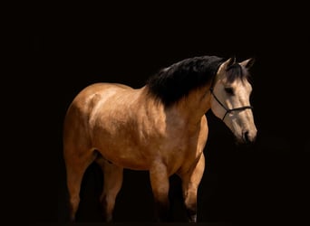 Trekpaard Mix, Ruin, 5 Jaar, 163 cm, Buckskin