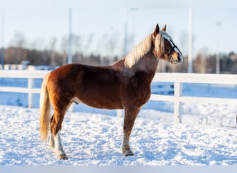 Trekpaard, Ruin, 5 Jaar, 163 cm