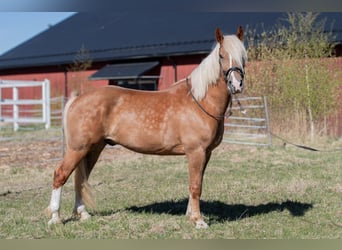 Trekpaard, Ruin, 5 Jaar, 163 cm