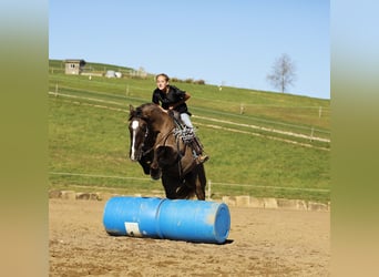 Trekpaard Mix, Ruin, 5 Jaar, 163 cm, Grullo