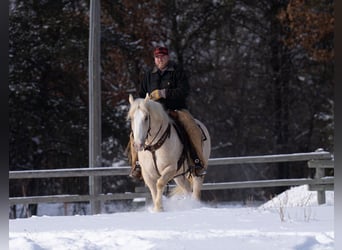Trekpaard Mix, Ruin, 5 Jaar, 163 cm, Palomino