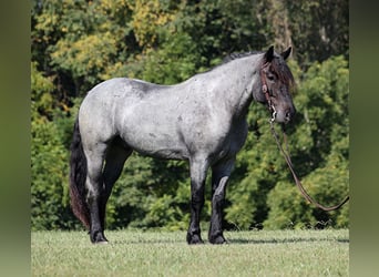 Trekpaard, Ruin, 5 Jaar, 163 cm, Roan-Blue