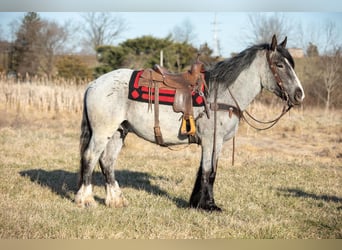 Trekpaard, Ruin, 5 Jaar, 163 cm, Roan-Blue