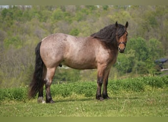 Trekpaard Mix, Ruin, 5 Jaar, 163 cm, Roan-Red