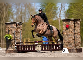 Trekpaard Mix, Ruin, 5 Jaar, 163 cm, Roan-Red