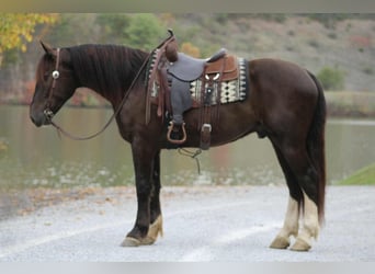 Trekpaard Mix, Ruin, 5 Jaar, 163 cm, Roodbruin