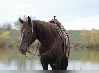 Trekpaard Mix, Ruin, 5 Jaar, 163 cm, Roodbruin