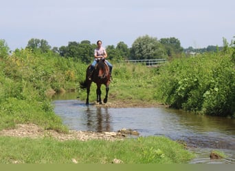 Trekpaard Mix, Ruin, 5 Jaar, 163 cm, Roodbruin