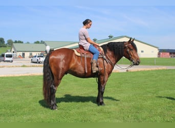 Trekpaard Mix, Ruin, 5 Jaar, 163 cm, Roodbruin
