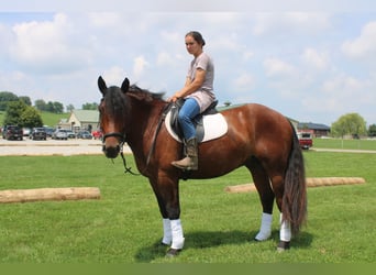 Trekpaard Mix, Ruin, 5 Jaar, 163 cm, Roodbruin