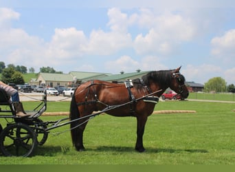 Trekpaard Mix, Ruin, 5 Jaar, 163 cm, Roodbruin