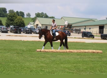 Trekpaard Mix, Ruin, 5 Jaar, 163 cm, Roodbruin