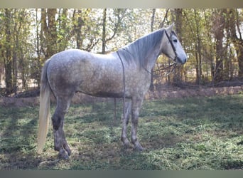 Trekpaard, Ruin, 5 Jaar, 163 cm, Schimmel