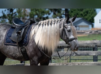 Trekpaard Mix, Ruin, 5 Jaar, 163 cm, Schimmel