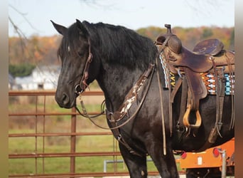 Trekpaard Mix, Ruin, 5 Jaar, 163 cm, Zwart