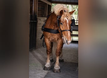 Trekpaard, Ruin, 5 Jaar, 165 cm, Donkere-vos