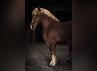 Trekpaard, Ruin, 5 Jaar, 165 cm, Donkere-vos