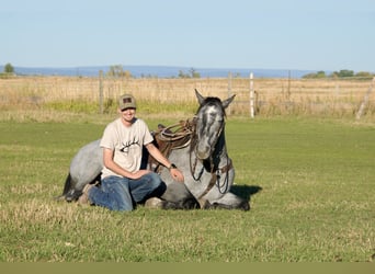 Trekpaard Mix, Ruin, 5 Jaar, 165 cm, Roan-Blue