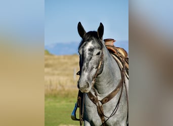 Trekpaard Mix, Ruin, 5 Jaar, 165 cm, Roan-Blue