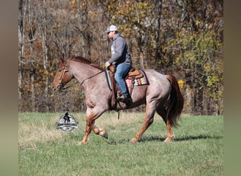 Trekpaard Mix, Ruin, 5 Jaar, 165 cm, Roan-Red