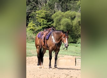 Trekpaard Mix, Ruin, 5 Jaar, 165 cm, Roodbruin