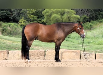 Trekpaard Mix, Ruin, 5 Jaar, 165 cm, Roodbruin