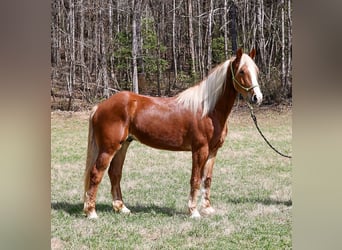 Trekpaard Mix, Ruin, 5 Jaar, 165 cm, Roodvos