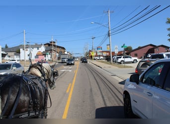 Trekpaard Mix, Ruin, 5 Jaar, 165 cm, Schimmel