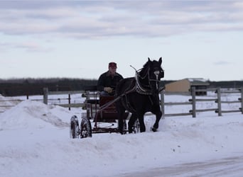 Trekpaard Mix, Ruin, 5 Jaar, 165 cm
