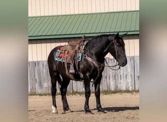 Trekpaard Mix, Ruin, 5 Jaar, 165 cm