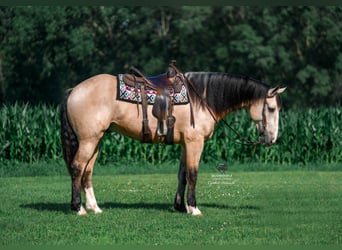 Trekpaard Mix, Ruin, 5 Jaar, 168 cm, Buckskin