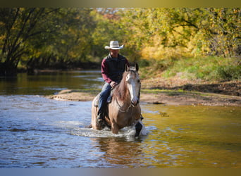 Trekpaard Mix, Ruin, 5 Jaar, 168 cm, Buckskin