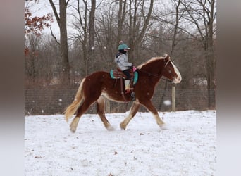 Trekpaard Mix, Ruin, 5 Jaar, 168 cm, Donkere-vos