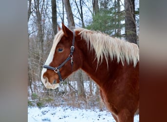 Trekpaard Mix, Ruin, 5 Jaar, 168 cm, Donkere-vos