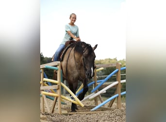 Trekpaard Mix, Ruin, 5 Jaar, 168 cm, Grullo